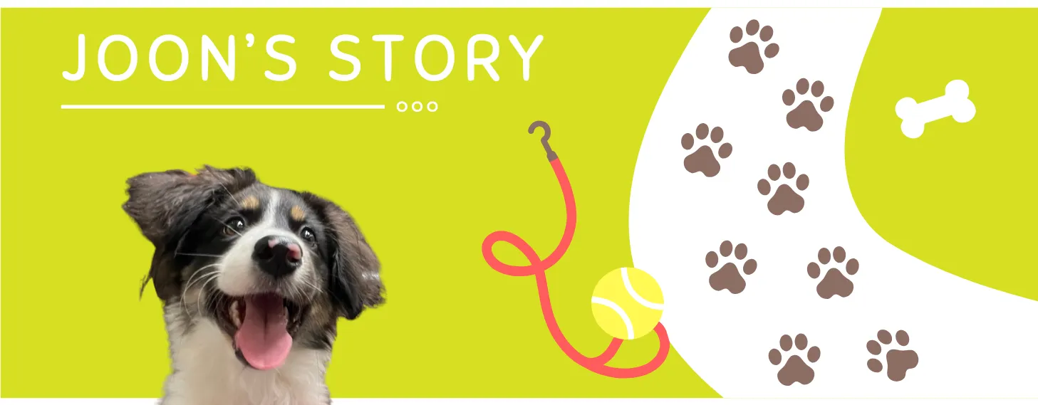 Joon Dog Tours story Banner