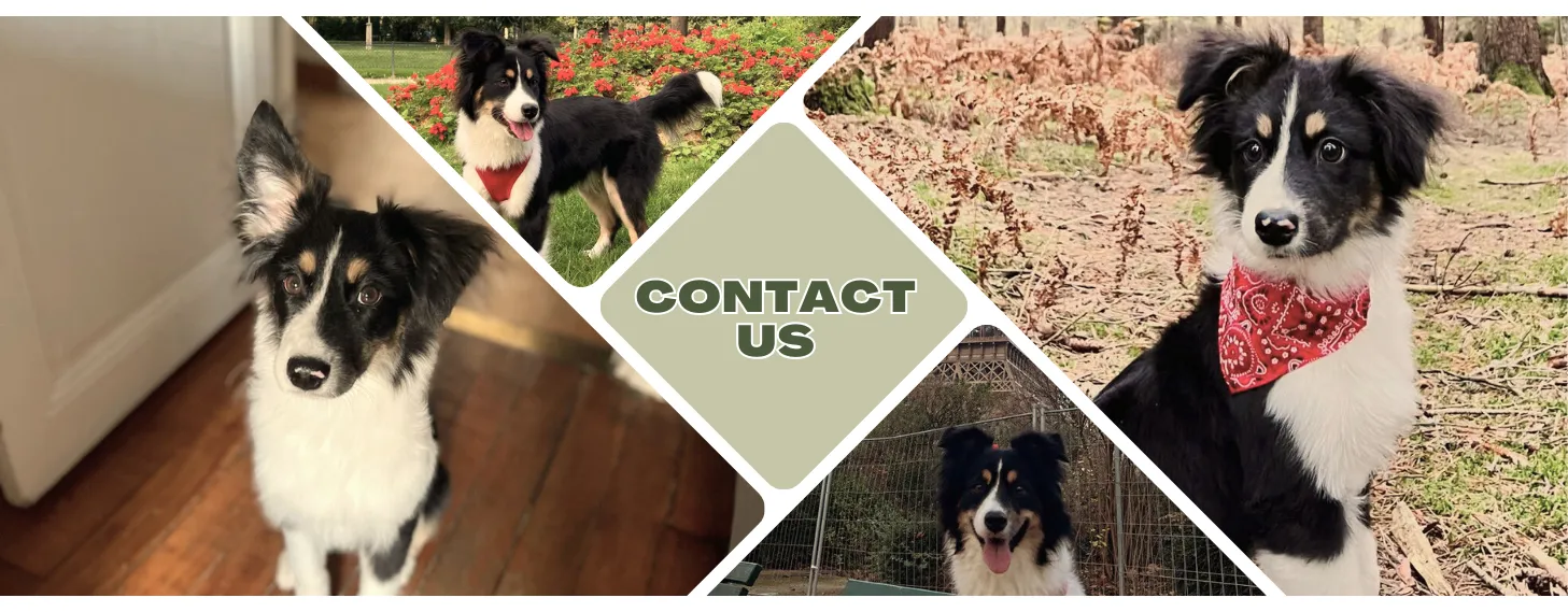 Joon Dog Tours contact us banner