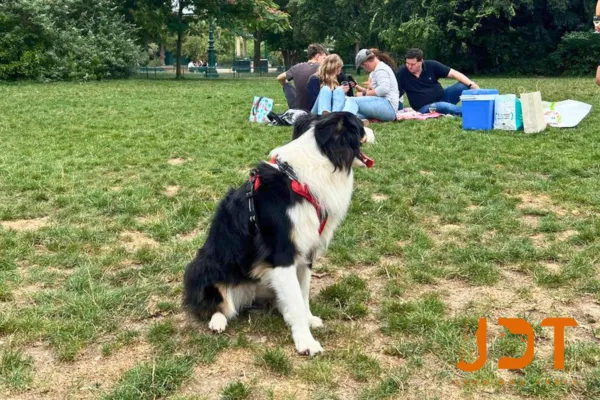 Private Family Van tour designed for both dogs and humans - Joon Dog Tours