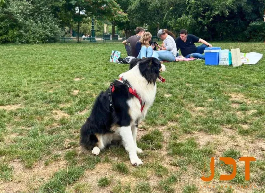 Private-Dog-Friendly-Tour-Featured-Image