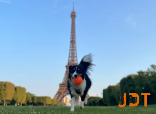 Dog overlooking the Eiffel Tower