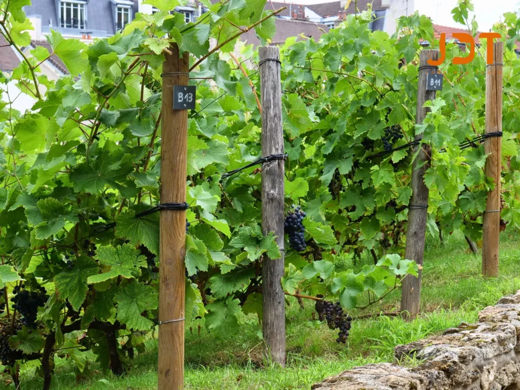 vineyard in Montmartre