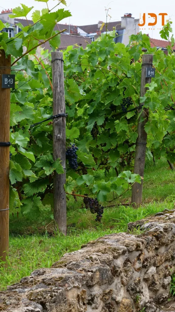 Vineyard in Montmartre