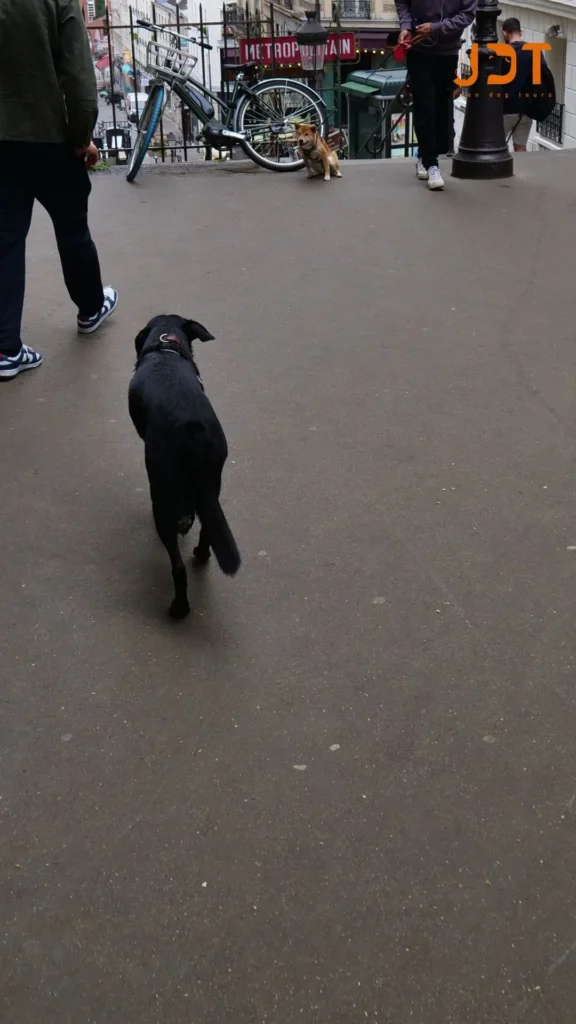 Dog-friendly Montmartre