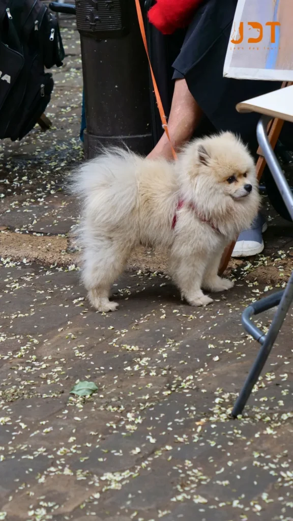 Montmartre is a dog-friendly neighborhood