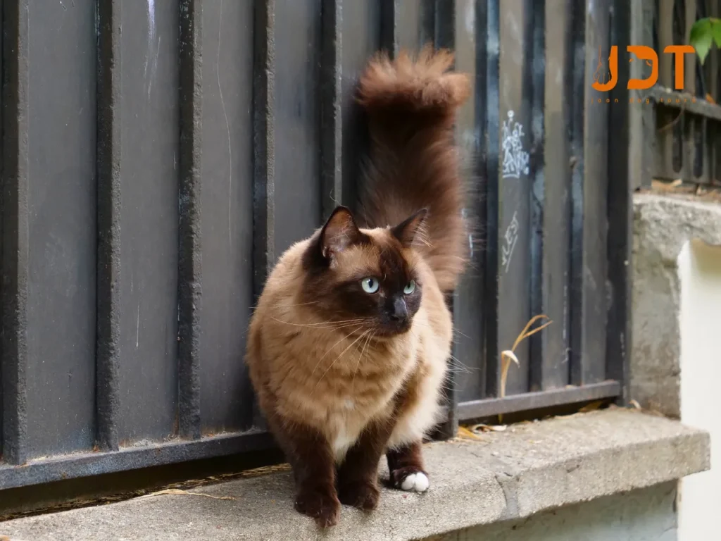 cat but dog-friendly