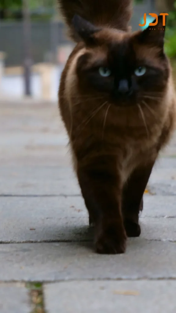 cat in Montmartre