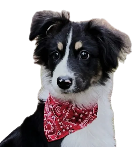 Joon Home Page Banner 3