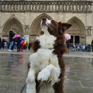 Notre dame guided tour