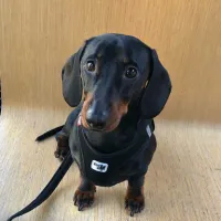 Client comments for Joon Dog Tours After their experience