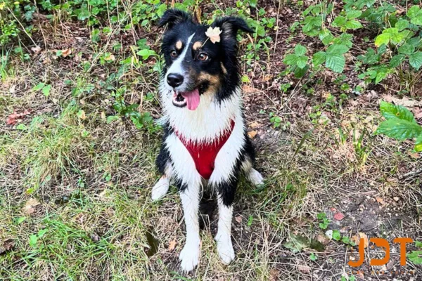 best dog parks in paris bois de boulogne morning