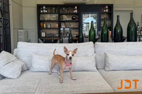 How find a good hotel with dog in Paris