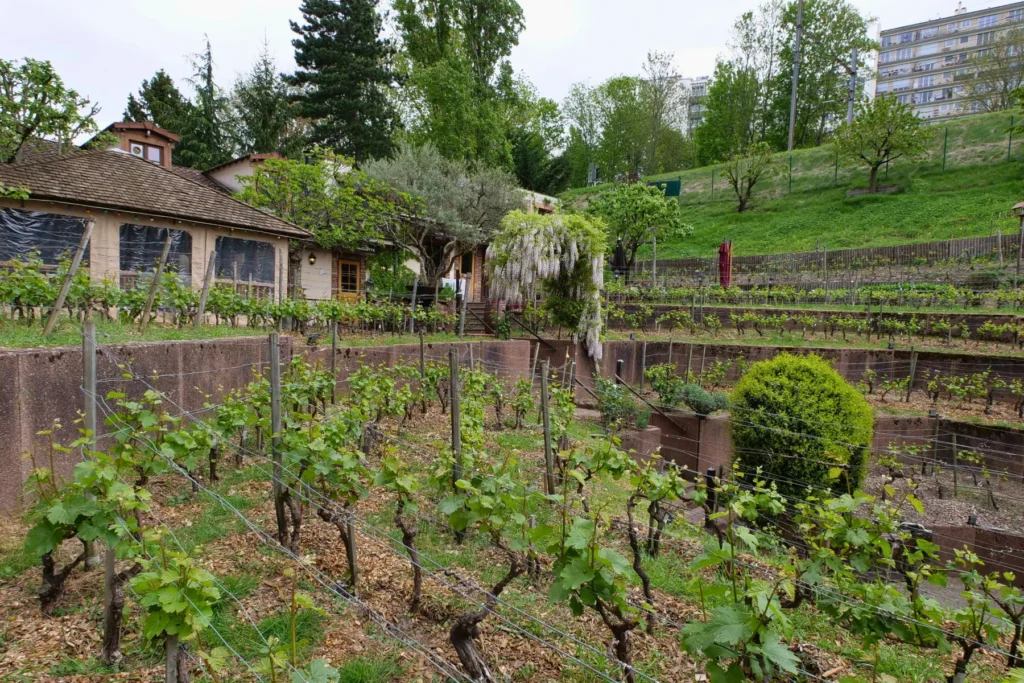 hidden vineyard near Paris tour