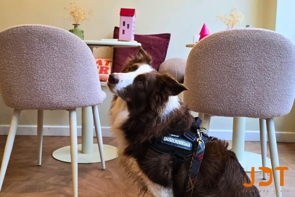 Dog-Friendly Cafés in Paris