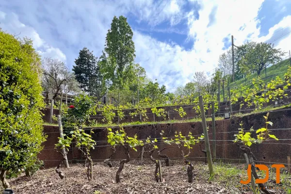 Paris Vineyard E-Bike Tour Wine, Cheese and Hidden Vines Near the Eiffel Tower