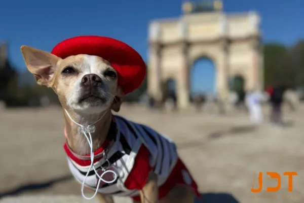 Private Paris Tour with Dogs What Happens During a Tailor Made Picnic Experience