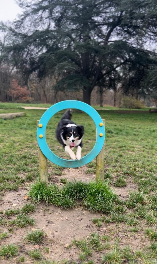 Dog jumping through an agility hoop in Bois de Boulogne
