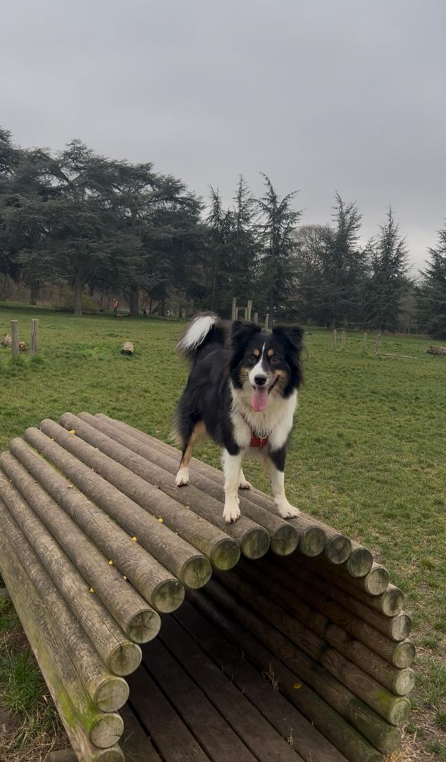 Dog using a wooden agility tunnel in the Bois de Boulogne dog freedom area