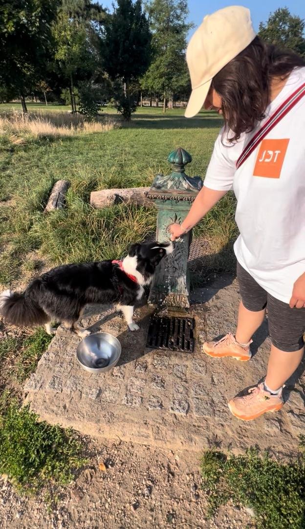 Dog drinking from the seasonal water point in Bois de Boulogne