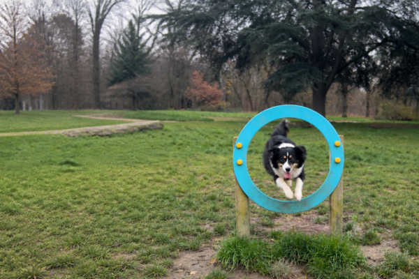 Dog jumping through an agility hoop in the Bois de Boulogne dog freedom area