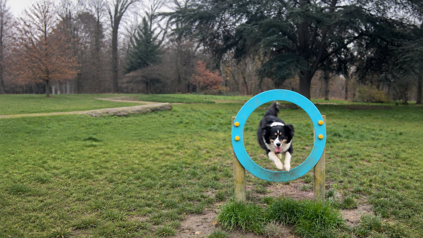 Dog jumping through an agility hoop in the Bois de Boulogne dog freedom area