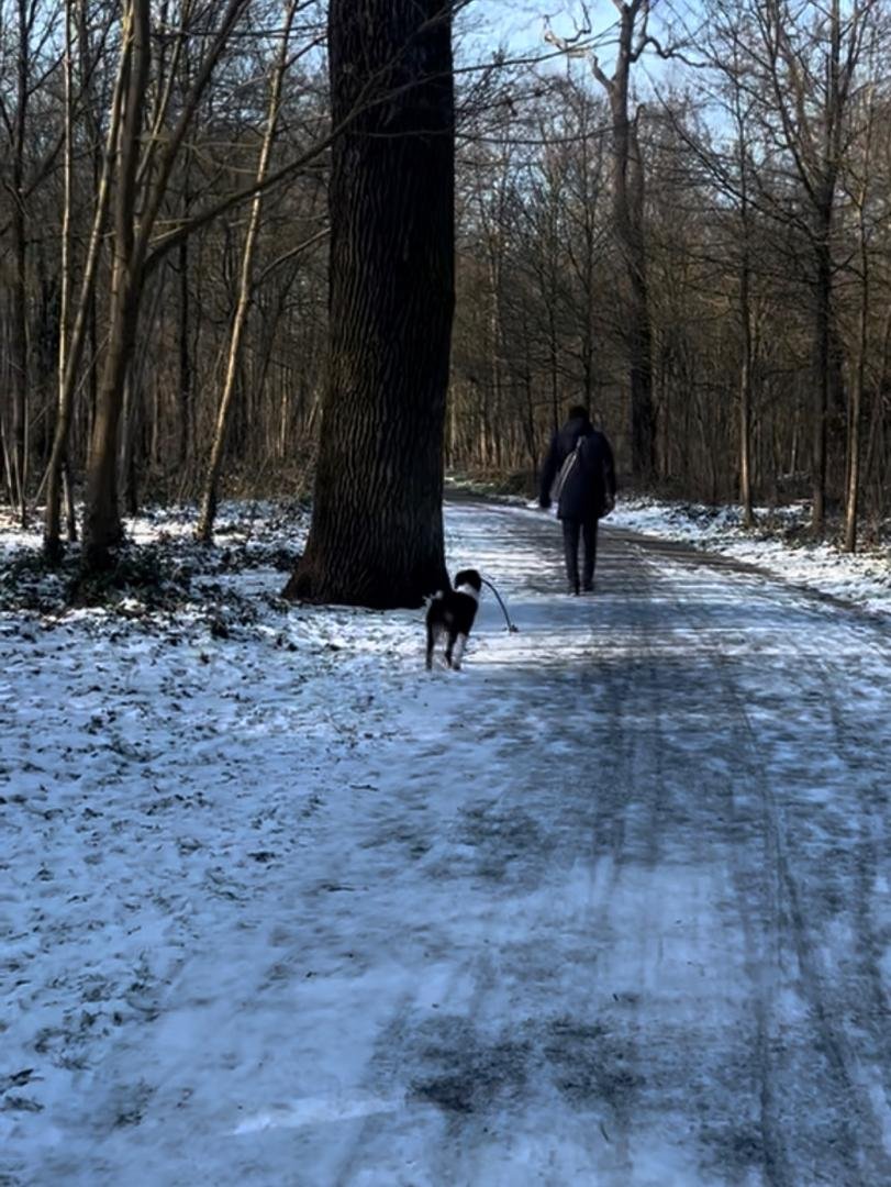 Dog walking on a snowy woodland path in Bois de Boulogne