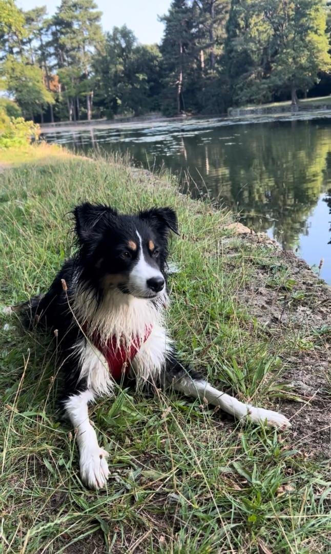 Wet dog resting beside the water near Caverne de la Cascade