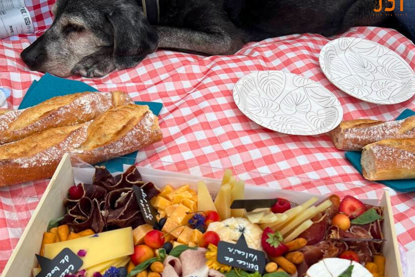 Dog resting beside a French picnic prepared for a private Paris tour