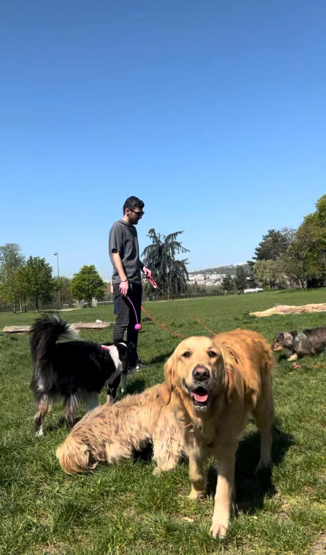 Dogs playing together in the open grass at Bois de Boulogne