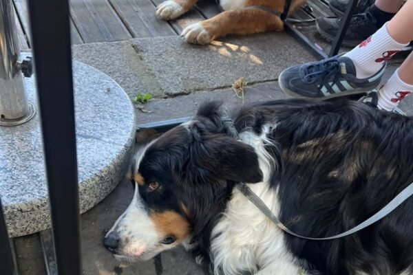 Two dogs resting beside their guests at a dog-friendly Paris café terrace
