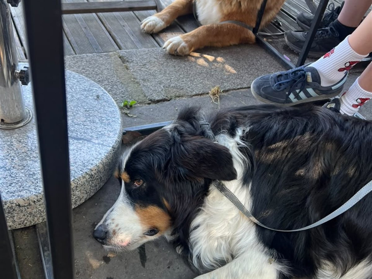 Two dogs resting beside their guests at a dog-friendly Paris café terrace